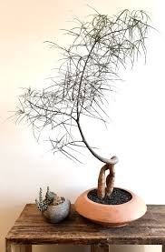 Image result for Brachychiton