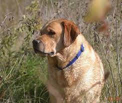Check spelling or type a new query. Pets For Adoption At Ohio Labrador Retriever Rescue Services In Vandalia Oh Petfinder