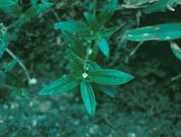 Image result for Oldenlandia geophila