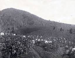 Perkebunan Teh Parakan Salak Di Sukabumi Jawa Barat Sekitar 1880 Sejarah Kebun Indonesia
