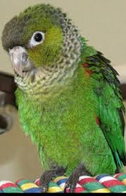 Black Capped Parakeet Pyrrhura Rupicola From South America