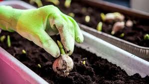 To plant bulbs in grass, achieve a natural look by gently scattering the bulbs and planting them where they land. How To Plant Bulbs Reviewed