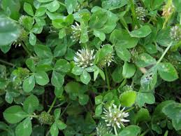 Image result for Trifolium pseudostriatum