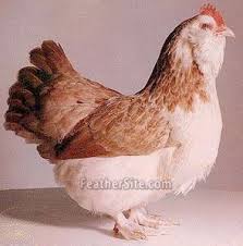 We did not find results for: Pin On Chickens And Chicken Stuff