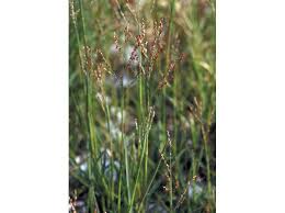 Image result for Panicum adenophorum