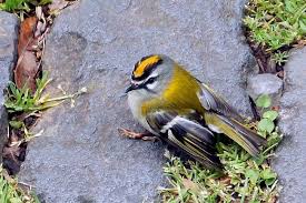 And as some of these animals prove, love is not even restricted by death. Animals That Start With F List Of Amazing Animals Beginning With F