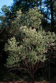 Image result for Microcharis annua