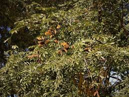 Image result for Millettia grandis