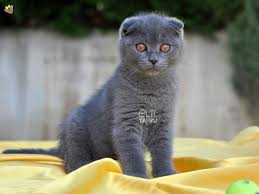 Scottish Fold Kedi Kedi Yavru Kediler Kopek Egitimi