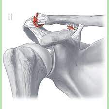 Pdf Violation Type Iii Acromioclavicular Joint A Challenge Even For The Physical Therapy