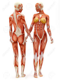 We did not find results for: Female Musculoskeletal System Front And Back Isolated On A White Stock Photo Picture And Royalty Free Image Image 12376549