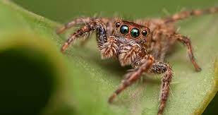 They often hunt on window sills and curtains inside houses. What Do Jumping Spiders Eat Ultimate Feeding Guide Beyond The Treat