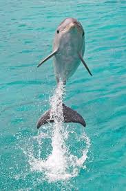 Dolphins Whales Dolphins Baby Dolphins Ocean Animals