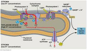 Check spelling or type a new query. Photosynthesis Cell Respiration Flashcards Quizlet