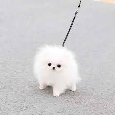Most puppies will begin to open their eyes within seven to fourteen days of birth. Cotton Ball Pomeranian For Sale Petsidi