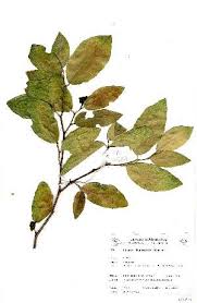 Image result for Rinorea elliptica