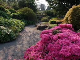 Image result for Rhodopentas
