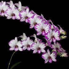 Dendrobium Mini Compact Splash Orchid Varieties Oncidium Orchids Dendrobium Orchids