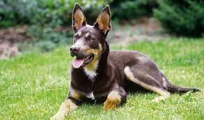 The kelpie is extremely alert, eager and highly intelligent, with a mild, tractable disposition and an almost inexhaustible energy, with marked loyalty and devotion to duty. Australian Kelpie Breed Information
