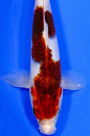 Koi Goromo Koi For Ponds Koi Fish For Sale Pond Supplies Koi Fish Koi Fish For Sale Koi