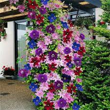 Most flowering vines bloom and grow dependably, but they need the right kind of support to thrive in your how to choose flowering vines. Farmers Know Best Plants That Grow Well In Usda Zone 7 Climbing Clematis Clematis Plants Clematis Flower