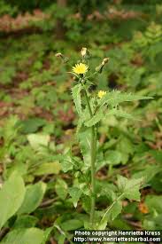 Image result for Sonchus schweinfurthii