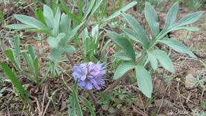 Image result for Hydrothauma manicatum