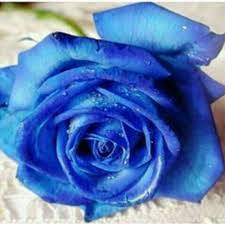 Mawar biru dan hitam tidak ada. Biji Bunga Mawar Biru Shopee Indonesia