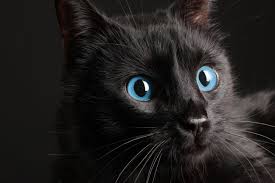 This breed of cat does not mind voicing its ideas and will vocally communicate with you if they need anything. The 10 Newest Cat Breeds Black Cat Breeds Cat Breeds Cat With Blue Eyes