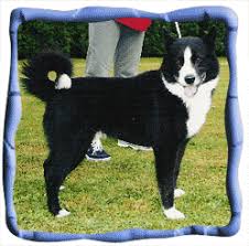 Image result for karelský medvědí pes