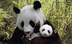 See more ideas about baby panda, panda, panda bear. Cute Baby Panda Aww