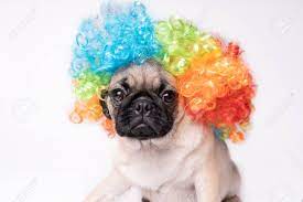 Fat dog names can be used as a pup's main name, as a funny nickname or in an ironic sense. Pug Dog On White Background Cute Friendly Fat Chubby Pug Puppy Stock Photo Picture And Royalty Free Image Image 109250603