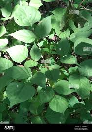 Image result for Hylodesmum