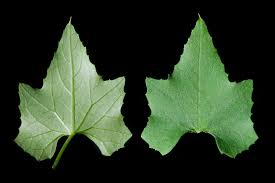 Image result for Zehneria