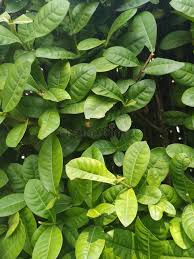 Image result for Corynocarpus