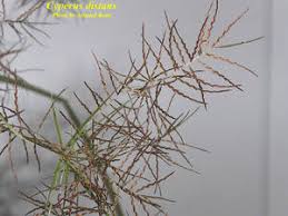 Image result for Cyperus distans