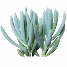 Image result for Senecio subsessilis