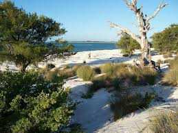 Image result for Sclerodactylon macrostachyum