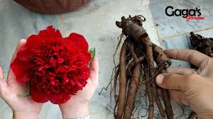 Under $10 $10 to $20 How To Grow Peony Bulb Tuber Rhizome Paeony Peonies Youtube