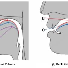 Tongue Position For Front And Back Vowels Download