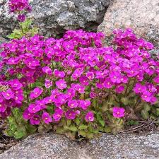 Image result for Arabis alpina