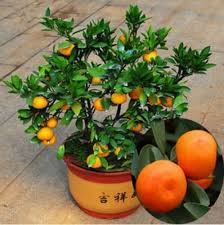 Like a cross between a lemon or orange. 40 Pcs Bag Balcony Patio Bonsai Fruit Trees Planted Kumquat Orange Bonsais Tangerine Citrus Organic Bonsai Tree Plants Buy At The Price Of 0 40 In Aliexpress Com Imall Com