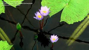 Image result for Nymphaea maculata