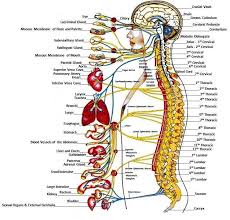 Your Hurst Chiropractor Its All About The Nerves