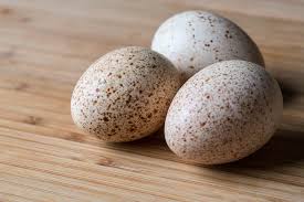 Practical knowledge of raising turkeys is obviously important to the turkey grower, and to help supply that knowledge is the purpose of this handbook. Turkey Eggs 101