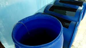 Panen Ikan Nila Ikan Gurame Di Drum Fiber Youtube