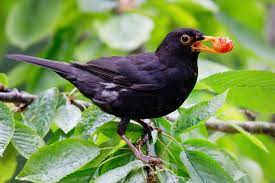 Ihre körperlänge liegt zwischen 24 und 27 zentimetern. Folge Der Trockenheit Schwere Zeiten Fur Die Amsel