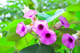 Image result for Argyreia nervosa