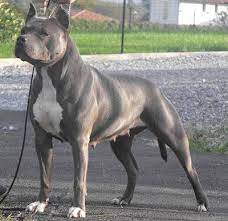Un chien le plus longtemps dans les refuges avant de vous décider à adopter il est conseillé de vérifier l'état des yeux du pitbull ainsi que… <p>chien de type pitbull à adopter un chiot pitbull le pitbull est en quelque sorte un american staffordshire terrier mais des. Accueil Elevage Des Dieux De L Arene Eleveur De Chiens American Staffordshire Terrier