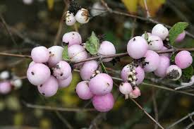 Callicarpa japonica or japanese beautyberry branch with leaves and large clusters purple berries. Hd Wallpaper Bush Crop Pale Purple Berry Berries Plant Garden Horticulture Wallpaper Flare